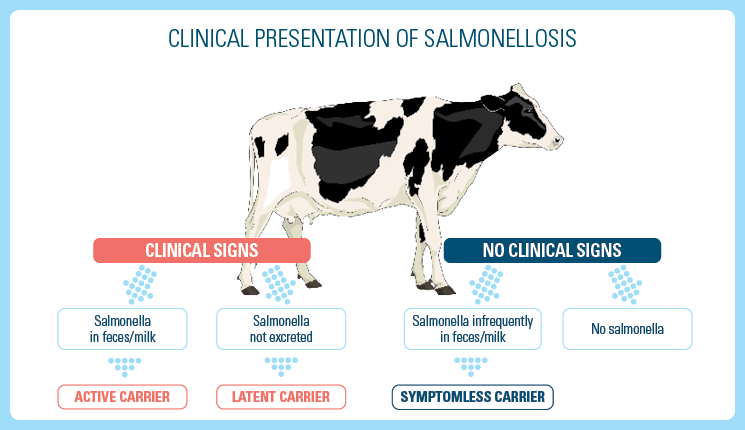 Merck Salmonellosis