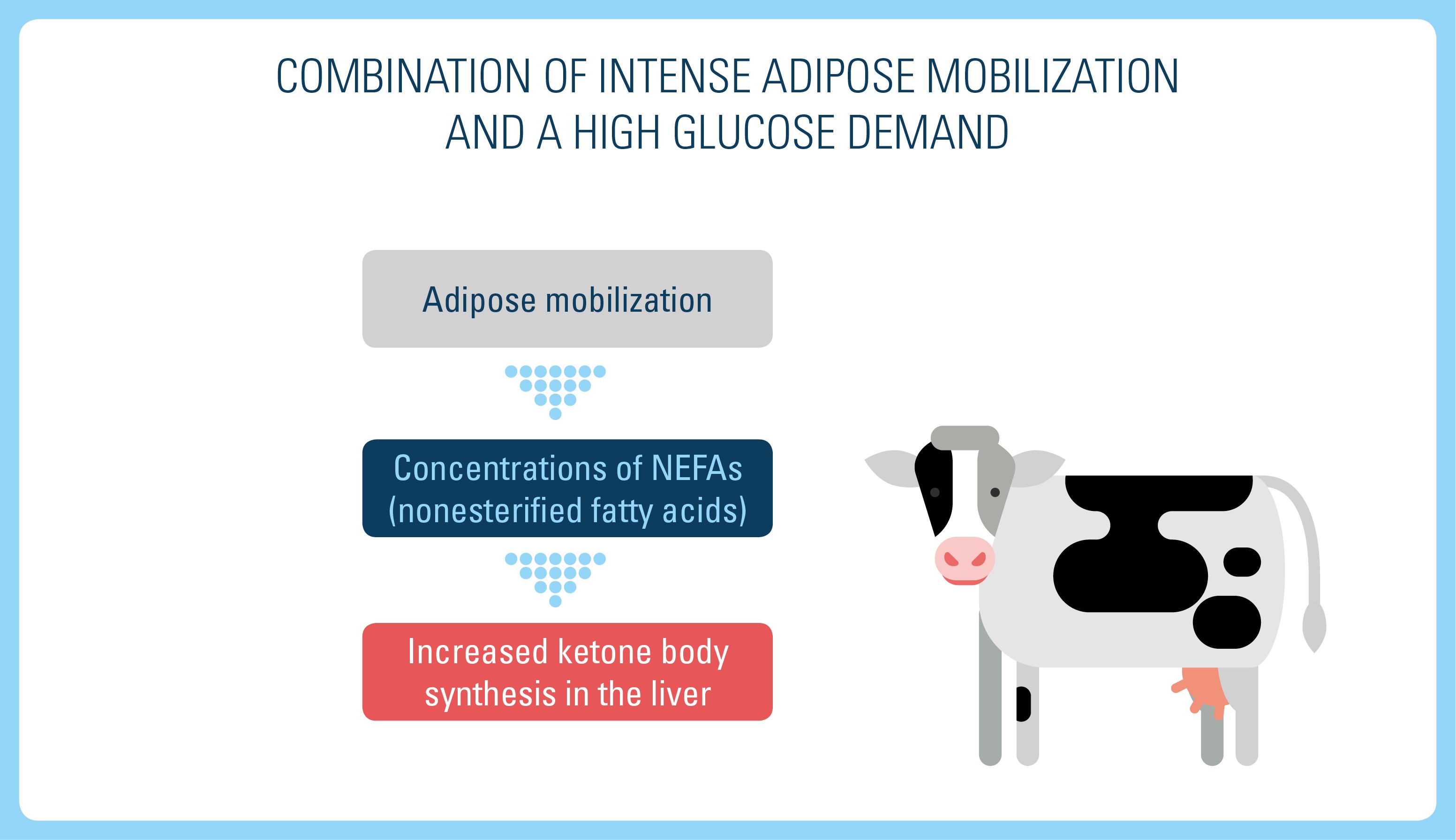 Ketosis In Cattle